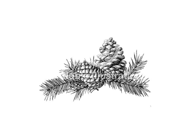 pinecones 001